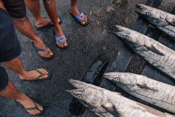 Indian Fishermen Stand Over Their Catch - Tom Bourdon Travel Photography